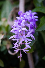Purple wisteria flower in the garden. (Petrea volubilis)