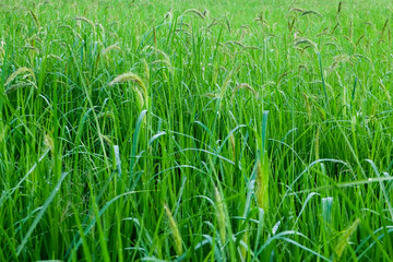 Rice fields with morning dew drops, nature background