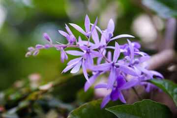 Purple wisteria flower in the garden. (Petrea volubilis)
