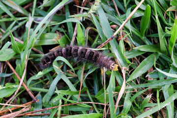 Hairy caterpillar on green grass background, closeup of photo