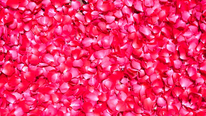 Red rose petals background. Red rose petals texture background.