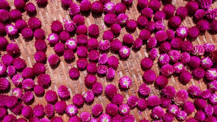 Colorful of Globe amaranth flower on bamboo mat background.