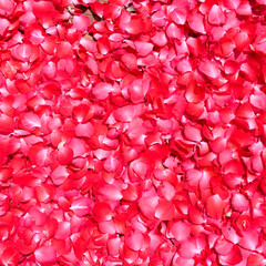 Red rose petals background. Red rose petals texture background.