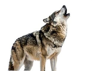Fototapeta premium Wolf howling into the sky against a white background