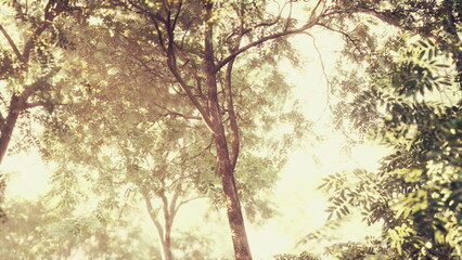 Warm sunlight pours through the vibrant green leaves of trees, creating a serene atmosphere in the heart of the forest during a calm afternoon.