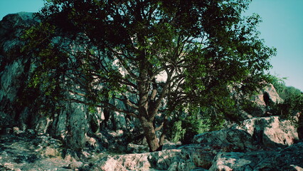 A large, vibrant tree rises prominently against rugged cliffs, showcasing green foliage. The serene environment invites peace and reflection, offering a glimpse of natures beauty.