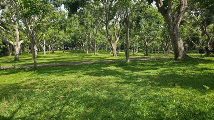 Green Park with Trees and Sunlight in Summer
