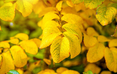 Autumn background-yellow leaves in the city Park
