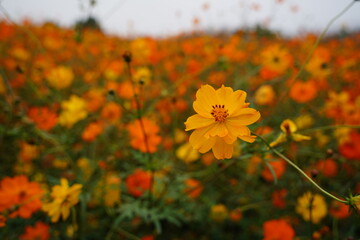 Close-up of vibrant orange and yellow sulfur cosmos (Cosmos sulphureus) flowers blooming in a sunny field, with a soft, blurred background perfect for autumn seasonal themes.