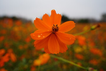 Close-up of vibrant orange and yellow sulfur cosmos (Cosmos sulphureus) flowers blooming in a sunny field, with a soft, blurred background perfect for autumn seasonal themes.