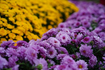 Close-up of vibrant chrysanthemum flowers in full bloom, showcasing an abundance of petals at a festive autumn flower festival