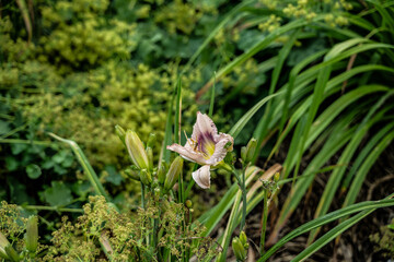 blume weiß schön rosa