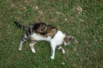 katze tier natur wiese