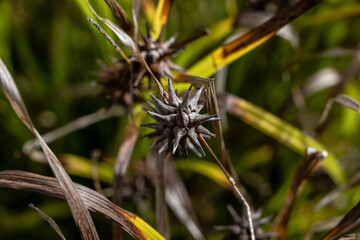 pflanze gr&uuml;n natur stern spitz