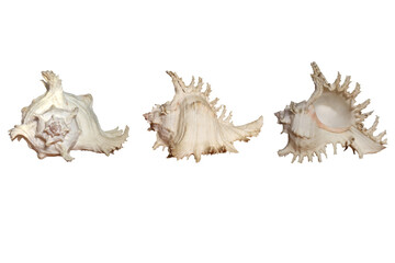 Close-up of a large sea shell taken at different angles isolated on a transparent background png file.