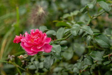 rose rot naur pflanze