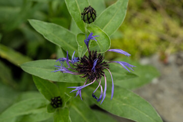 blume pflanze natur lila