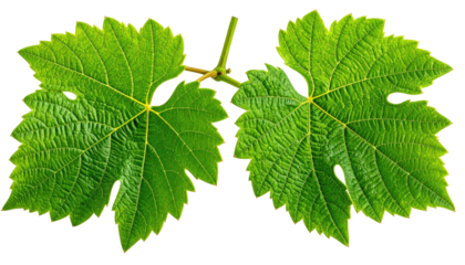 Two vibrant green vine leaves symmetrically arranged with intricate vein details against a stark black background