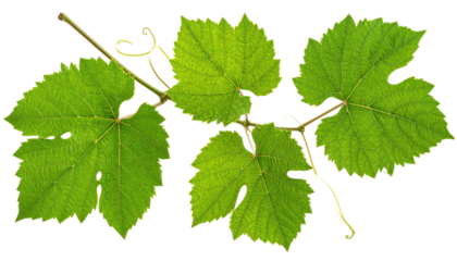 Fresh vibrant green grape leaves on a delicate vine, detailed veins and curly tendrils against a stark black background