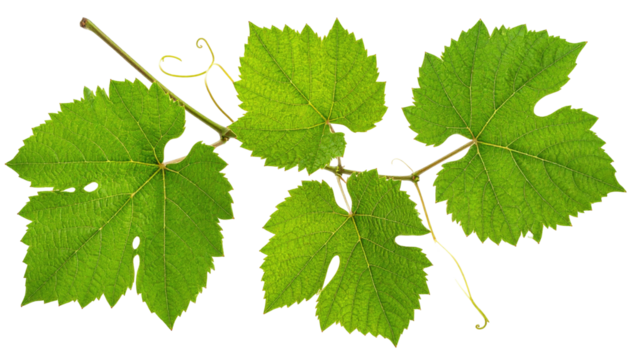 Fresh vibrant green grape leaves on a delicate vine, detailed veins and curly tendrils against a stark black background