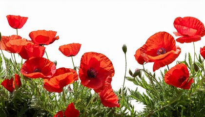 Fototapeta premium Foreground Of Blooming Red Poppies In Shade Isolated On Transparent Background