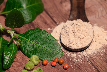 Withania somnifera ( Ashwagandha) Root powder, Green Fruit, green leaves on wooden background. Herb