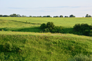 Rolling Green Hills and Fields with blooming flowers Under a Clear Sky