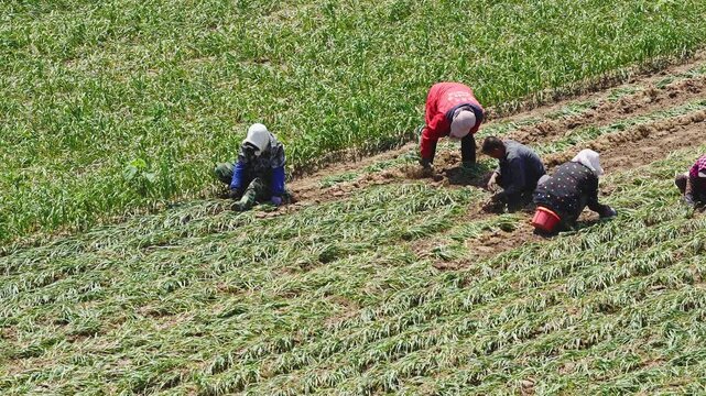 Farmers harvesting single-clove garlic outdoors in the countryside