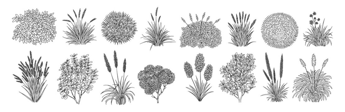 Set of shrubs line cad, minimal Ground cover. Illustration Vector 