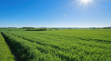 Obraz premium Vast green field under bright sun with clear blue sky, serene landscape