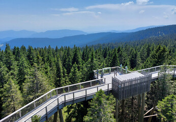 green forest under blue sky. Wooden path on Rogla. Pohorje Mountains. Slovenia