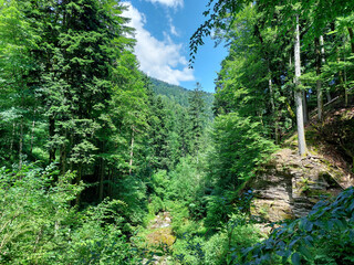 Pohorje mountain. Green forest of Slovenia. Summer.
