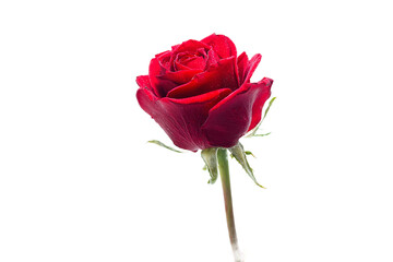 Closeup of a single red rose, romantic and elegant