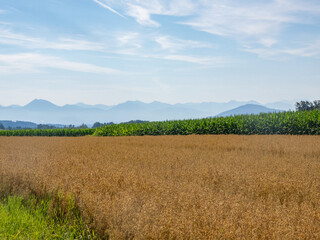 Teisendorf, Germany - July 26th 2024: Beautiful agrarian countryide with view to the Alps
