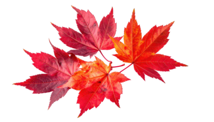 Four vibrantly colored autumn maple leaves, in shades of red and orange, isolated on a black background, casting faint shadows