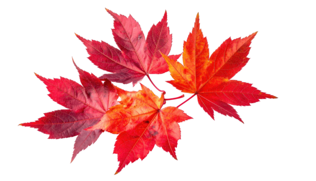 Four vibrantly colored autumn maple leaves, in shades of red and orange, isolated on a black background, casting faint shadows