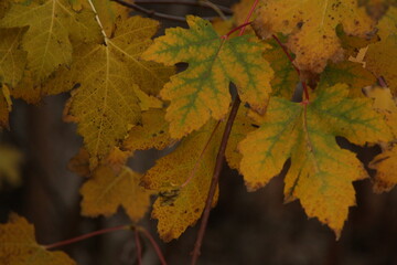 gelbe Blätter im Herbst 