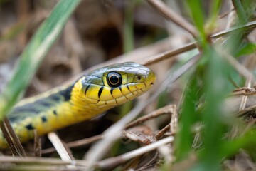 Obraz premium A snake is shown in the grass with its head sticking out