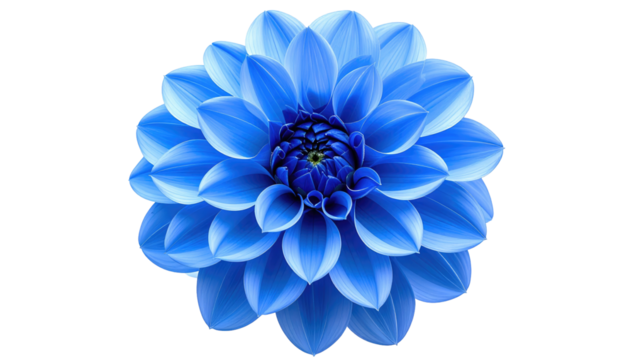 Strikingly vivid blue flower blossom against stark black backdrop. Close-up details showcasing layered petals