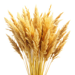Fototapeta premium golden dry grass isolated on white background ,PNG. AI Generated.