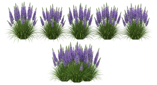 Group of tall purple flowering perennial garden plants and green grass for landscape design elements isolated PNG with Transparent Background