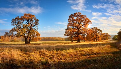 Naklejka premium Autumn Landscape With Oak Trees In The Sunny Day