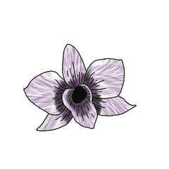 Single element drawing  purple orchid
