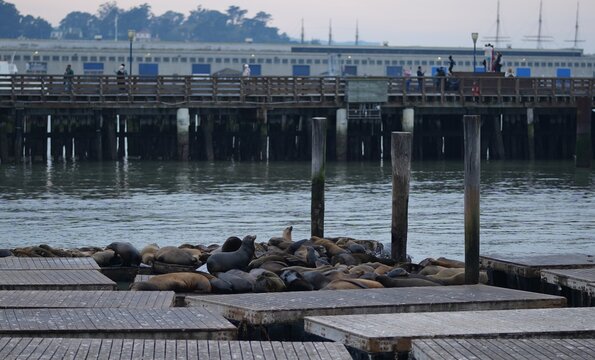 Group of sea lions resting on wooden docks at Pier 39, San Francisco, with the pier and tourists visible in the background.