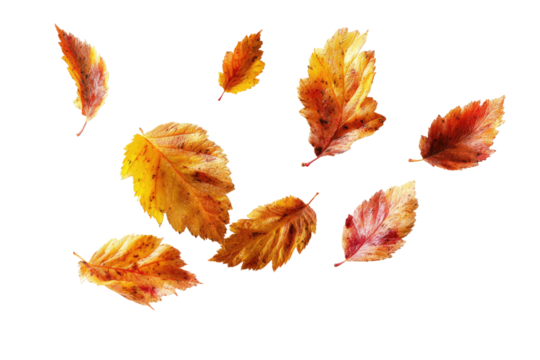 Floating, vibrant autumn leaves in various shapes and sizes against a stark black background create a dynamic composition