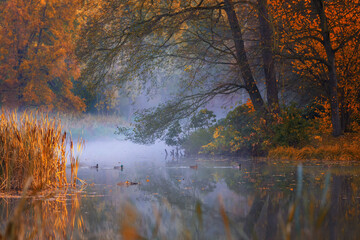 Fototapeta premium Misty Autumn Morning on a Tranquil Pond in Park, Pszczyna, Poland