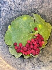 freshly picked raspberries, raspberries on a leaf in a bucket, fresh fruit from the plot