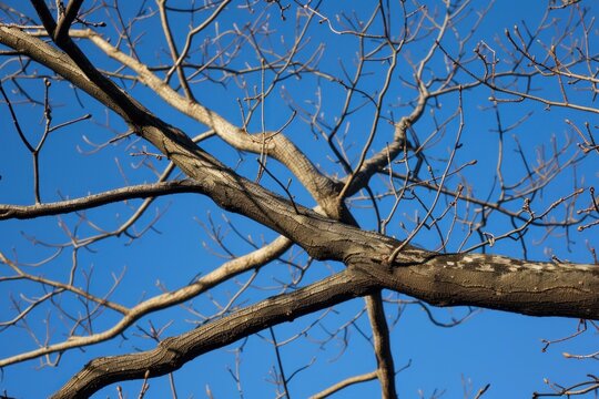 Intricate network of bare tree branches against a clear blue sky, capturing the essence of nature's resilience in winter - Powered by Adobe