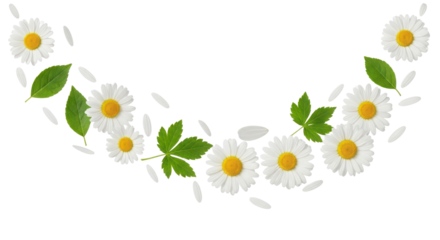 Fresh daisy and chamomile flowers arranged in a decorative arch border for springtime design. isolated PNG with Transparent Background