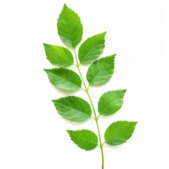 Naklejka premium Lush green leaves thrive on a branch, set against a clean white backdrop, capturing the essence of nature's vibrant growth